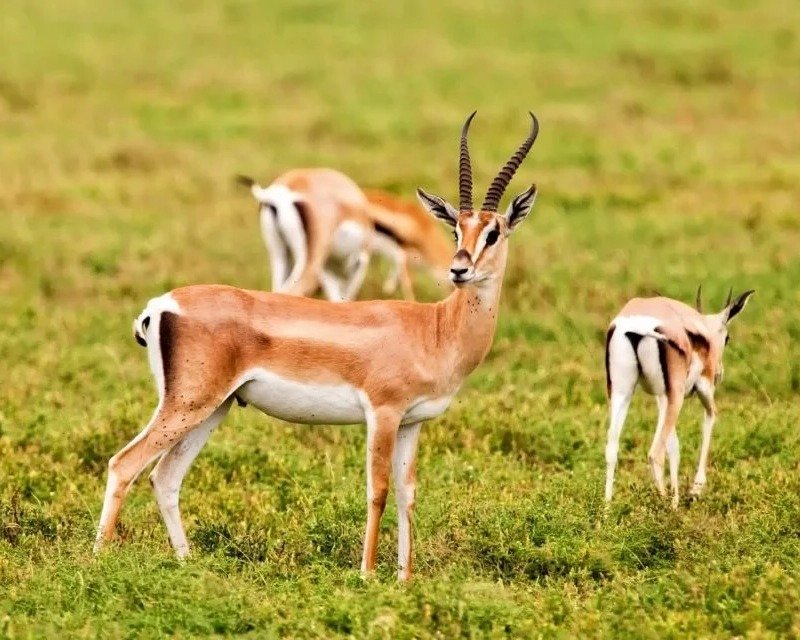 AgadiR: National Park & Desert Safari With Lunch